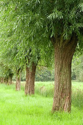 BUITEN BEELD Foto: 176816