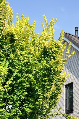 BUITEN BEELD Foto: 176822