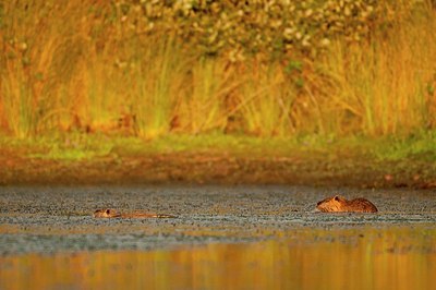 BUITEN BEELD Foto: 176843