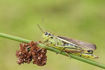 BUITEN BEELD Foto: 176853