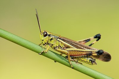 BUITEN BEELD Foto: 176856