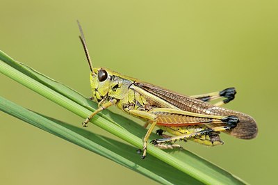 BUITEN BEELD Foto: 176859