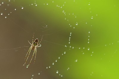 BUITEN BEELD Foto: 176872