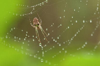 BUITEN BEELD Foto: 176873