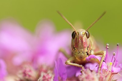 BUITEN BEELD Foto: 176876