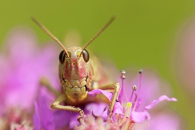 BUITEN BEELD Foto: 176877