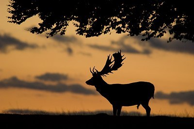 BUITEN BEELD Foto: 176887