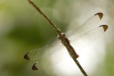 BUITEN BEELD Foto: 176913