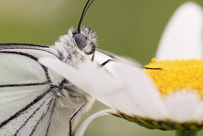 BUITEN BEELD Foto: 176926