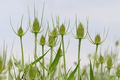 BUITEN BEELD Foto: 176933
