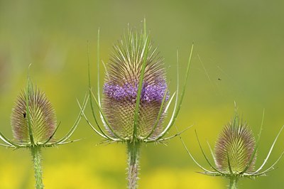 BUITEN BEELD Foto: 176937