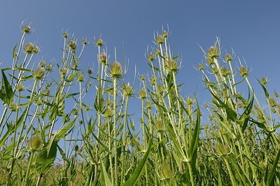 BUITEN BEELD Foto: 176938