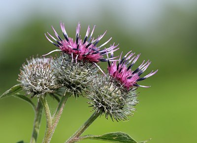 BUITEN BEELD Foto: 176942