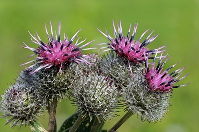 BUITEN BEELD Foto: 176943