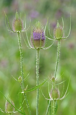 BUITEN BEELD Foto: 176947