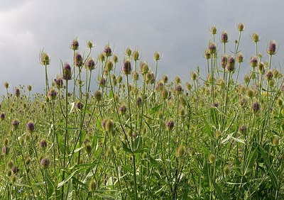 BUITEN BEELD Foto: 176950