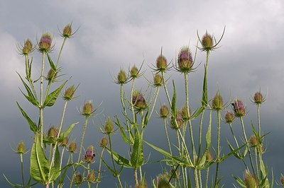 BUITEN BEELD Foto: 176951