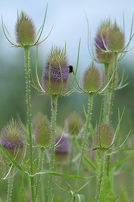 BUITEN BEELD Foto: 176969