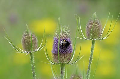 BUITEN BEELD Foto: 176970