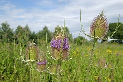 BUITEN BEELD Foto: 176972