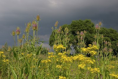 BUITEN BEELD Foto: 176974