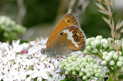 BUITEN BEELD Foto: 176986