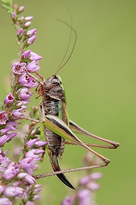 BUITEN BEELD Foto: 177010