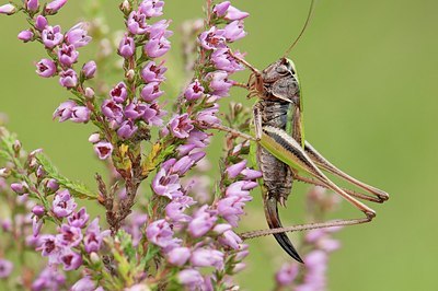 BUITEN BEELD Foto: 177011