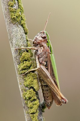 BUITEN BEELD Foto: 177016