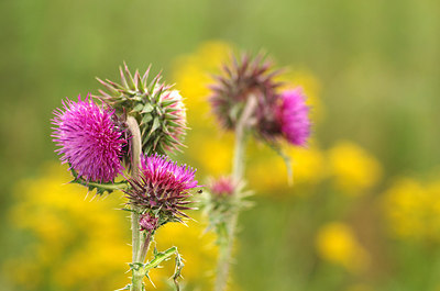 BUITEN BEELD Foto: 177024