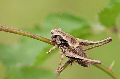 BUITEN BEELD Foto: 177027