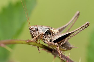 BUITEN BEELD Foto: 177029