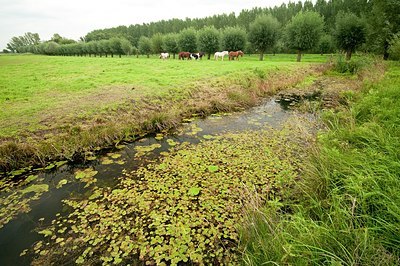 BUITEN BEELD Foto: 177039