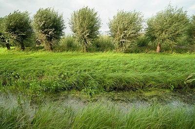 BUITEN BEELD Foto: 177049