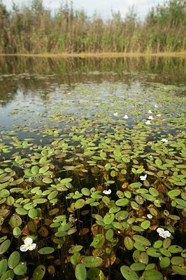 BUITEN BEELD Foto: 177060