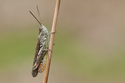 BUITEN BEELD Foto: 177072