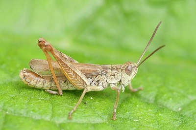 BUITEN BEELD Foto: 177080