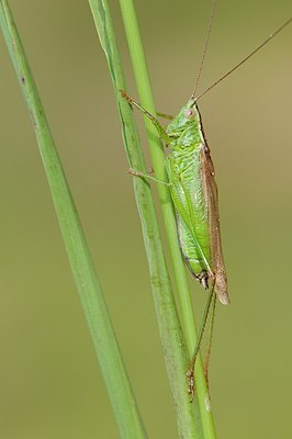 BUITEN BEELD Foto: 177089