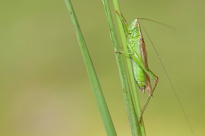 BUITEN BEELD Foto: 177090