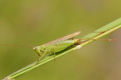 BUITEN BEELD Foto: 177094