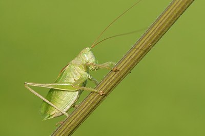 BUITEN BEELD Foto: 177106