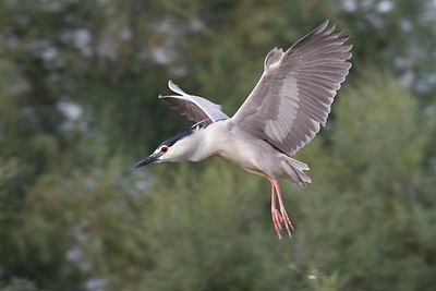 BUITEN BEELD Foto: 177111