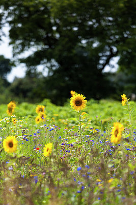 BUITEN BEELD Foto: 177131