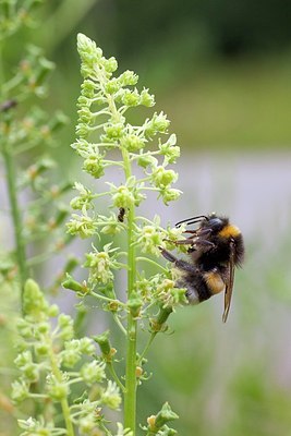 BUITEN BEELD Foto: 177133