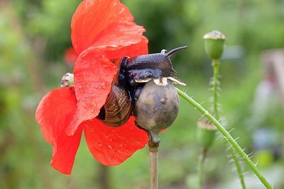 BUITEN BEELD Foto: 177143