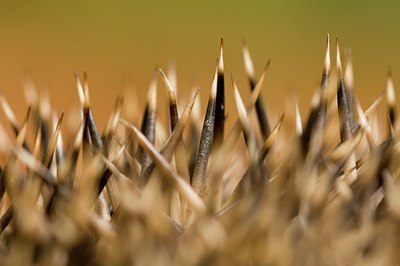 BUITEN BEELD Foto: 177230