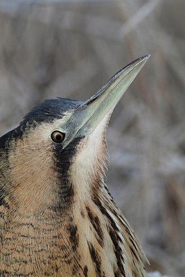 BUITEN BEELD Foto: 177267