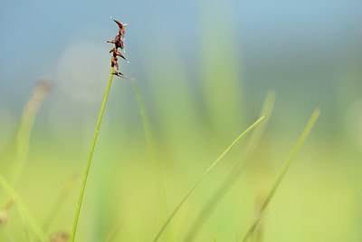 BUITEN BEELD Foto: 177313