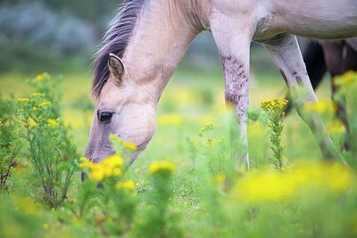 BUITEN BEELD Foto: 177319