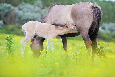 BUITEN BEELD Foto: 177325